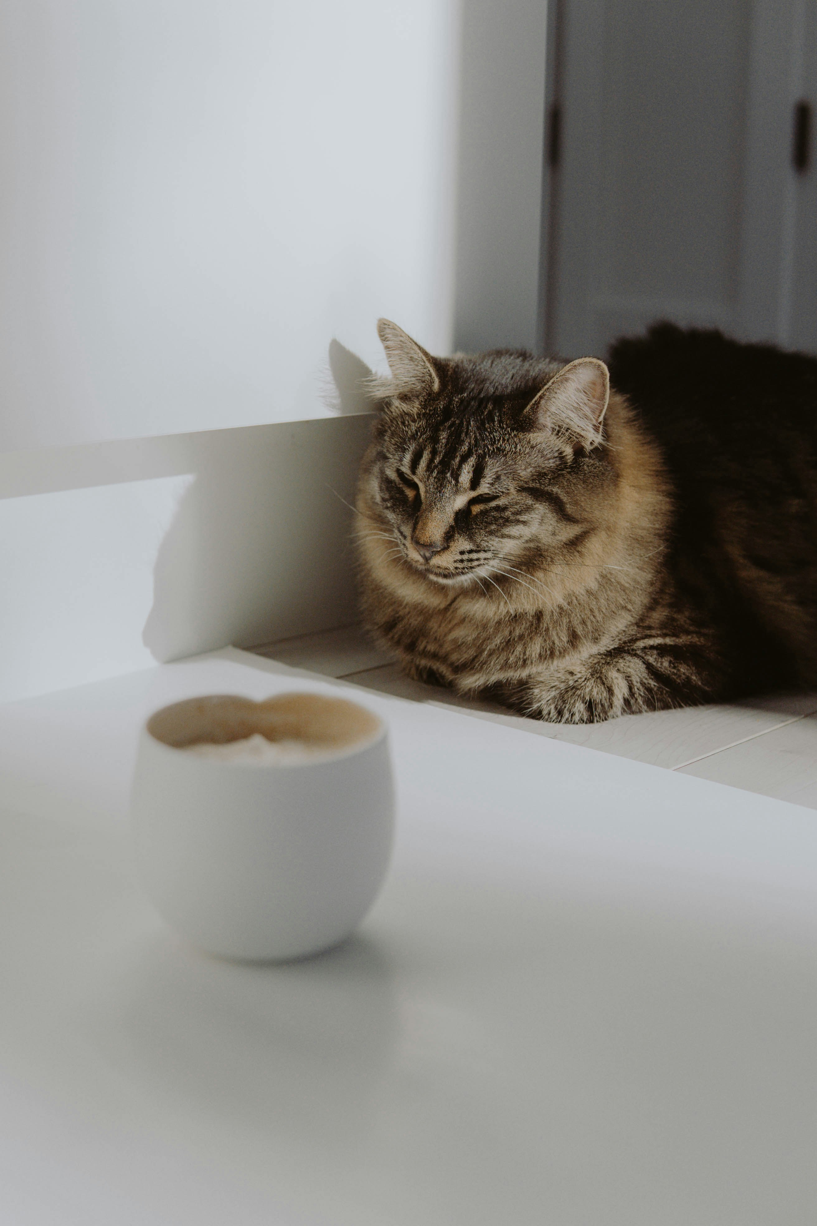 brown tabby cat on white table